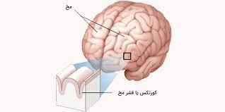 اسلاید آموزشی با عنوان کورتکس مغز