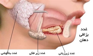 پاورپوینت غدد بزاقی