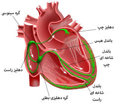 آریتمی قلبی (ppt) 124 اسلاید