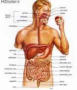پاورپوینت آناتومی و فیزیولوژی دستگاه گوارش