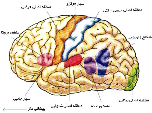 پاورپوینت قشر مخ