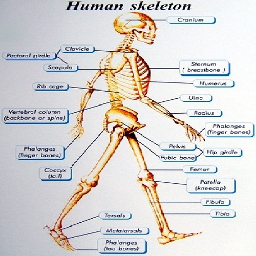دانلود پاورپوینت با عنوان سیستم اسکلتی و استخوان بندی بدن انسان 102 اسلاید