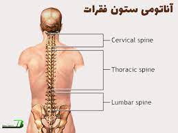 پاورپوینت آناتومی ستون فقرات