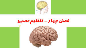 علوم تجربی کلاس هشتم دوره اول متوسطه فصل چهارم تنظیم عصبی (ppt) 12 اسلاید