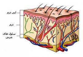 دانلود پاورپوینت آناتومی فیزیولوژی پوست و فرآیند التیام زخم