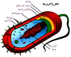 اسلاید آموزشی با عنوان ویروس ها و باکتری ها