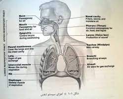 فیزیولوژی دستگاه تنفس